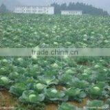 Dried Mealworm for Bird Treats thumbnail-4