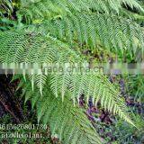 Artificial Fern thumbnail-1