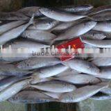 Frozen Horse Mackerel thumbnail-2