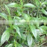 Belladonna Extract thumbnail-3