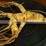 Wild Gensing, Changbai Mountain Wild Gensing,jilin Gensing