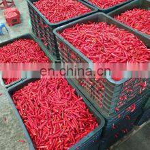Hot Chili Sauce Made in Vietnam Cheap Price for OEM thumbnail-2