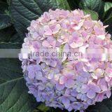 Fashionable Hot Sale Hydrangea Bridal Flower thumbnail-5