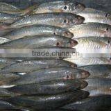 FROZEN ROUND SCAD-Maruadsi thumbnail-1