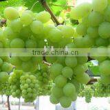 Sun Drie Fresh Sweet Green Raisin With Good Price thumbnail-1