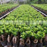 Ficus Ginseng Microcarpa Bonsai Tree Taiwan Ficus Banyan Fig Indoor Ornamental Plants Nursery thumbnail-4