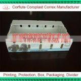 pp Plastic Blueberry Boxes for Packaging