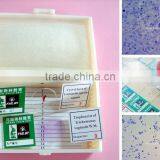 Junior Student Learning Human Histology Slides thumbnail-2