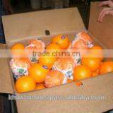 HIGH QUALITY EGYPTIAN ORANGE thumbnail-3