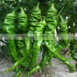 Low Price F1 Hybrid Precocious Horn Shaped Green Chill Seeds for Greenhouse thumbnail-1