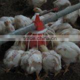 Chicken Farming Broiler Automatic Feeder