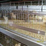 H Type Pullet Rearing Equipment 3tiers