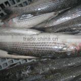 Fresh Whole Round Frozen Mullet Fish thumbnail-1