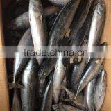 200-300G Frozen Bonito Tuna thumbnail-3