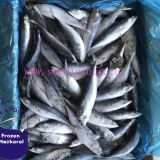 Trading & Supplier of China Aquatic Products Frozen Mackerel Fish