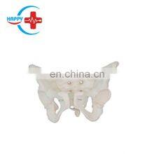 HC-S227 Medical Science Human Pelvis Skeleton Model/Life Size Female Pelvis Model thumbnail-1