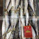 2015 Frozen Sardine wr for Fishing Bait 90-120pcs/ctn thumbnail-6