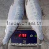 Milkfish Gutted Pin Bone Scale off