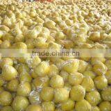 Honey Pomelo Supplier thumbnail-1