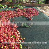 Aroma Arabica Roasted Coffee Bean From India thumbnail-4