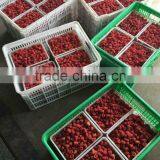 IQF Frozen Raspberry Whole & Piece With Best Price thumbnail-3