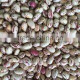 Chinese Big Size Light Speckled Kidney Beans American Round thumbnail-1