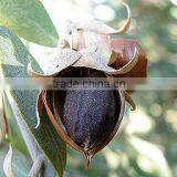 100% PURE & NATURAL JOJOBA CARRIER OIL FOR ACNE thumbnail-1