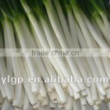 Green Chinese Onion