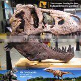 MY Dino-C086 Museum t Rex Dinosaur Head Skeleton thumbnail-4