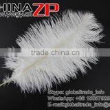 ZPDECOR Wholesale Exporting Selected Prime Quality From 12'' to 14'' White Ostrich Feather for Sale thumbnail-3