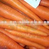 China Fresh Carrot in 200g thumbnail-1