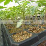 Polystyrene (PS) Plastic Seed Plug Tray With 32 to 512 Cell thumbnail-3