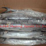 Frozen Spanish Mackerel 1000-1500g thumbnail-1