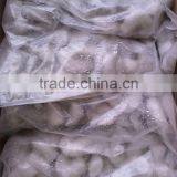 Green of Vannamei Shrimp thumbnail-2