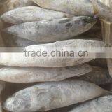 Sea Frozen Bonito Tuna thumbnail-3