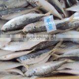 Frozen Whole Horse Mackerel Fish thumbnail-5