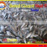 FROZEN DOTTED GIZZARD SHAD FISH thumbnail-1