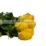 Promotional Ecuador Rose Yunnan Fresh Cut Roses Flowers Black Rose Bushes for Sale thumbnail-4
