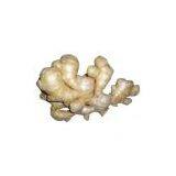 Sell Fresh Ginger thumbnail-1