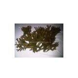 Kab-kab Seaweed, Eucheuma Striatum F.Schmitz, Kappaphycus Striatus (F.Schmitz) Doty thumbnail-1