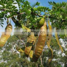 Dried Gleditsia/Caesalpinioideae/boket From Vietnam thumbnail-5