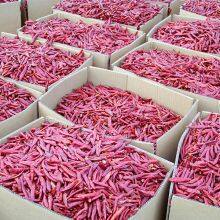 Dried Hot Chaotian Chili Sanying Chili Stemless Tianjin Chili 8000 to 10000 SHUfree of Aflatoxin Chilli thumbnail-1