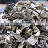 Edulis Porcini Mushrooms Grade AAA Boletes From Yunnan Sunshine Trading Co.,Ltd thumbnail-5