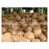 Indian Fresh Pollachi Cocount thumbnail-3