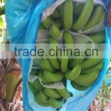 Vietnam Fresh Green Banana