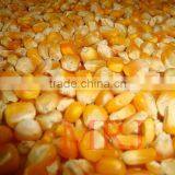 Yellow Maize with high nutrition and aroma
