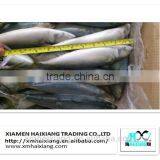 Wholesale Frozen Pacific Mackerel Fish in High Quality thumbnail-1