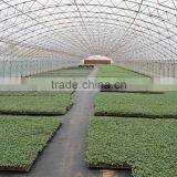 Hot Sale Low Price Tunnel Greenhouse Growing Vegetable thumbnail-3
