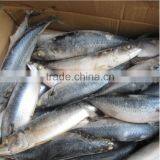 Marine Frozen Fresh Pacific Mackerel Whole Round Frozen Mackerel thumbnail-1