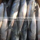 Grade A , SEAFROZEN PACIFIC MACKEREL SIZE 500+ thumbnail-3